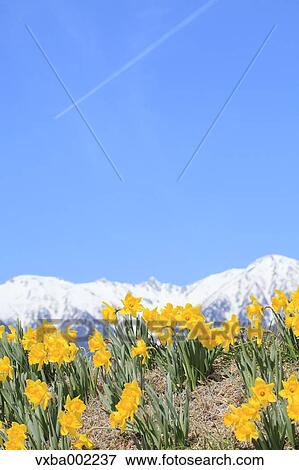 Narcissus and Central Alps in the background View Large Photo Image Stock Photo - Narcissus and Central Alps in the background. Fotosearch