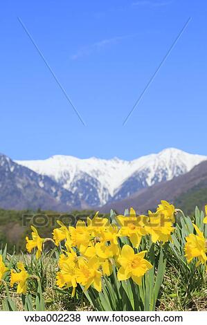 Narcissus and Central Alps in the background View Large Photo Image Stock Photo - Narcissus and Central Alps in the background. Fotosearch
