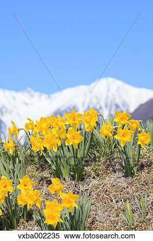 Narcissus and Central Alps in the background View Large Photo Image Stock Photography - Narcissus and Central Alps in the background. Fotosearch