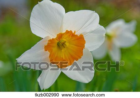 Narcissus flower View Large Photo Image Stock Image - Narcissus flower. Fotosearch