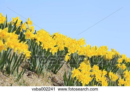Narcissus flowers and sky View Large Photo Image Stock Image - Narcissus flowers and sky. Fotosearch