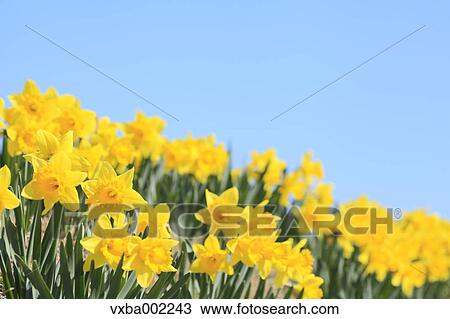 Narcissus flowers and sky View Large Photo Image Stock Image - Narcissus flowers and sky. Fotosearch