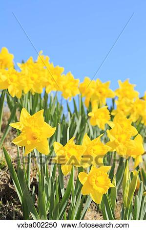 Narcissus flowers and sky View Large Photo Image Stock Image - Narcissus flowers and sky. Fotosearch