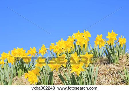 Narcissus flowers and sky View Large Photo Image Stock Photo - Narcissus flowers and sky. Fotosearch
