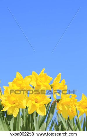 Narcissus flowers and sky View Large Photo Image Stock Photo - Narcissus flowers and sky. Fotosearch