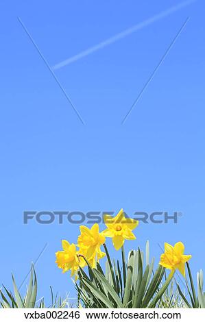 Narcissus flowers and sky View Large Photo Image Stock Photograph - Narcissus flowers and sky. Fotosearch