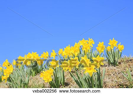 Narcissus flowers and sky View Large Photo Image Stock Photograph - Narcissus flowers and sky. Fotosearch