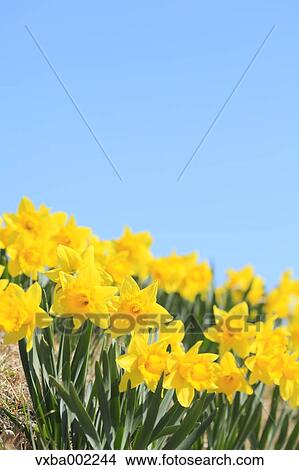 Narcissus View Large Photo Image Picture - Narcissus. Fotosearch