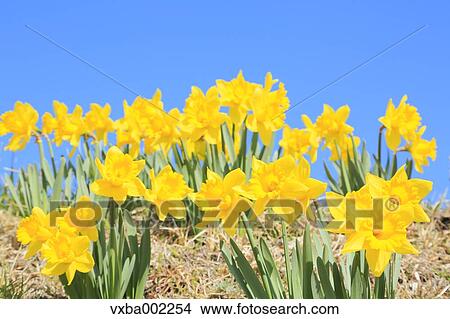 Narcissus View Large Photo Image Picture - Narcissus. Fotosearch