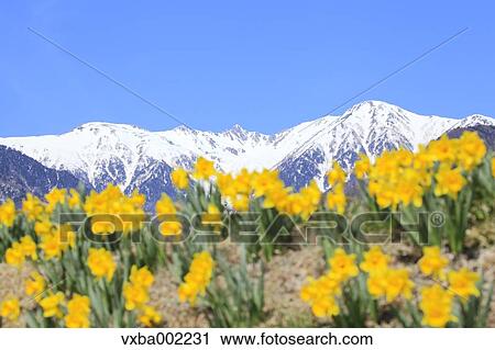 Narcissus View Large Photo Image Stock Image - Narcissus. Fotosearch
