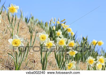 Narcissus View Large Photo Image Stock Image - Narcissus. Fotosearch