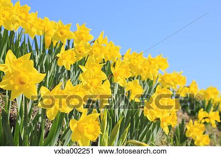 Narcissus View Large Photo Image Stock Image - Narcissus. Fotosearch