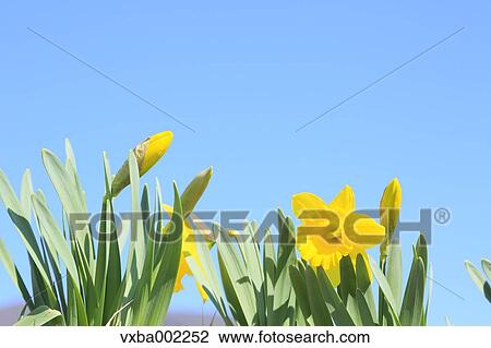 Narcissus View Large Photo Image Stock Image - Narcissus. Fotosearch