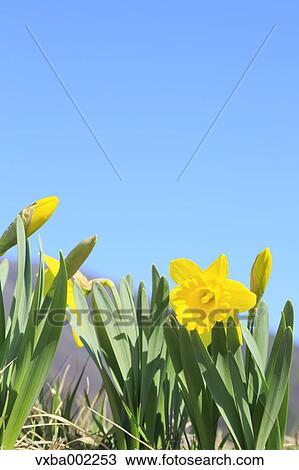 Narcissus View Large Photo Image Stock Image - Narcissus. Fotosearch
