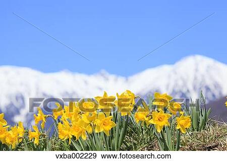 Narcissus View Large Photo Image Stock Photo - Narcissus. Fotosearch