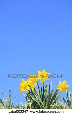 Narcissus View Large Photo Image Stock Photo - Narcissus. Fotosearch