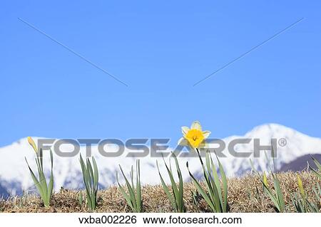 Narcissus View Large Photo Image Stock Photograph - Narcissus. Fotosearch