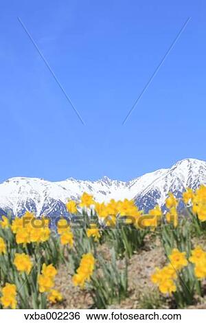 Narcissus View Large Photo Image Stock Photograph - Narcissus. Fotosearch