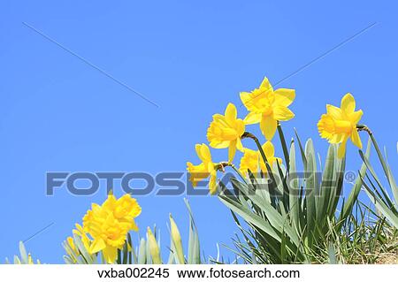 Narcissus View Large Photo Image Stock Photography - Narcissus. Fotosearch