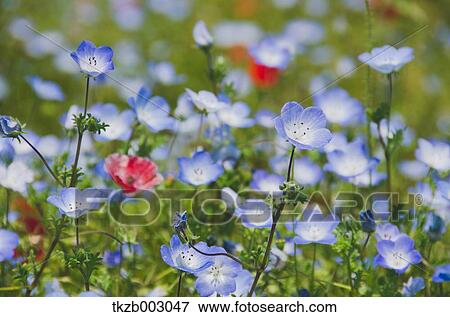 Nemophila field View Large Photo Image Stock Photo - Nemophila field. Fotosearch