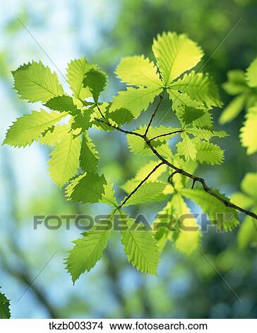 Oak leaves View Large Photo Image Picture - Oak leaves. Fotosearch