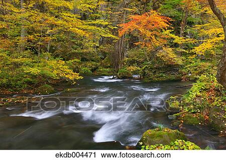 Oirase mountain stream, Aomori Prefecture View Large Photo Image Stock Image - Oirase mountain stream, Aomori Prefecture. Fotosearch