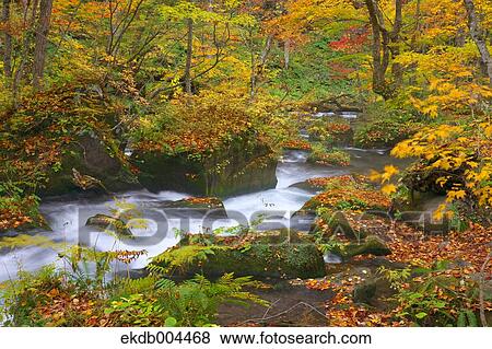 Oirase mountain stream, Aomori Prefecture View Large Photo Image Stock Photo - Oirase mountain stream, Aomori Prefecture. Fotosearch