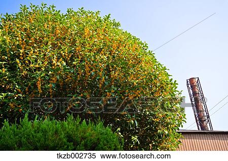 Stock Photography - Orange Osmanthus, building and sky. Fotosearch