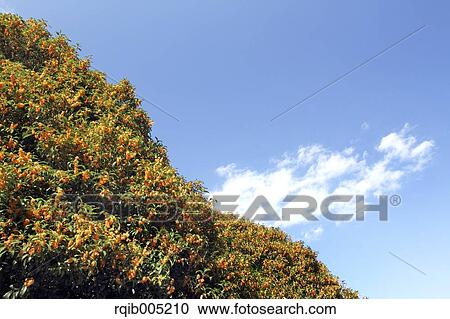 Osmanthus View Large Photo Image Stock Image - Osmanthus. Fotosearch