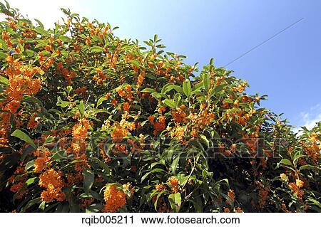 Osmanthus View Large Photo Image Stock Image - Osmanthus. Fotosearch