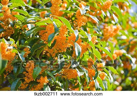 Stock Image - Osmanthus. Fotosearch