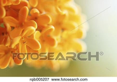 Stock Photo - Osmanthus. Fotosearch