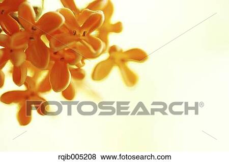 Stock Photo - Osmanthus. Fotosearch