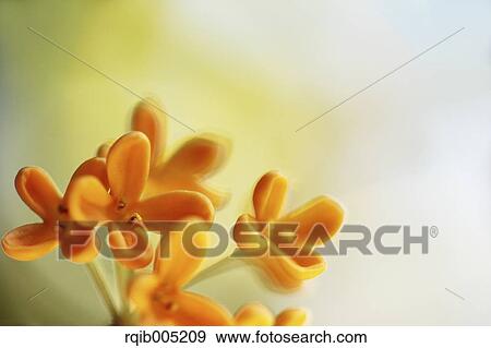 Stock Photo - Osmanthus. Fotosearch