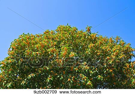 Osmanthus View Large Photo Image Stock Photo - Osmanthus. Fotosearch
