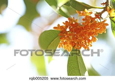 Stock Photography - Osmanthus. Fotosearch