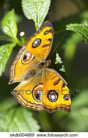 Peacock Pansy View Large Photo Image Stock Photo - Peacock Pansy. Fotosearch