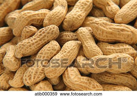 Stock Photo - Peanuts. Fotosearch