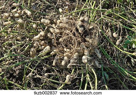Peanuts View Large Photo Image Stock Photo - Peanuts. Fotosearch
