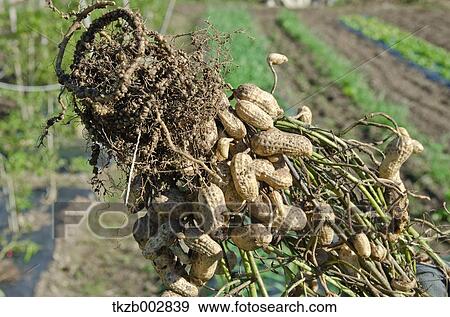 Peanuts View Large Photo Image Stock Photo - Peanuts. Fotosearch