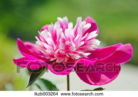 Peony flower View Large Photo Image Picture - Peony flower. Fotosearch