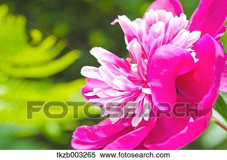 Peony flower View Large Photo Image Stock Photography - Peony flower. Fotosearch