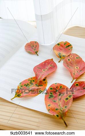 Persimmon leaves and music paper by the window View Large Photo Image Stock Image - Persimmon leaves and music paper by the window. Fotosearch