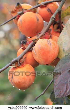 Persimmon View Large Photo Image Stock Image - Persimmon. Fotosearch