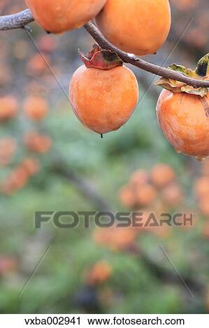 Persimmon View Large Photo Image Stock Image - Persimmon. Fotosearch