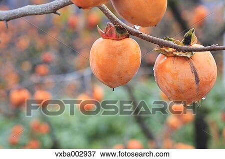 Persimmon View Large Photo Image Stock Photo - Persimmon. Fotosearch