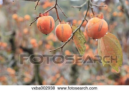 Persimmon View Large Photo Image Stock Photo - Persimmon. Fotosearch