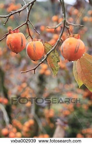 Persimmon View Large Photo Image Stock Photo - Persimmon. Fotosearch