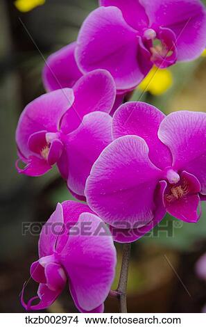 Phalaenopsis orchid View Large Photo Image Picture - Phalaenopsis orchid. Fotosearch
