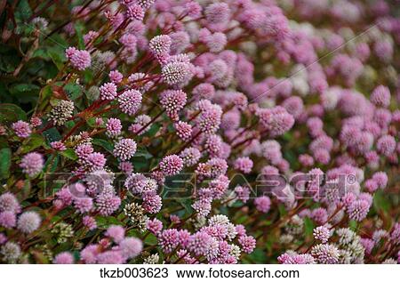 Stock Image - Pink Knotweed. Fotosearch